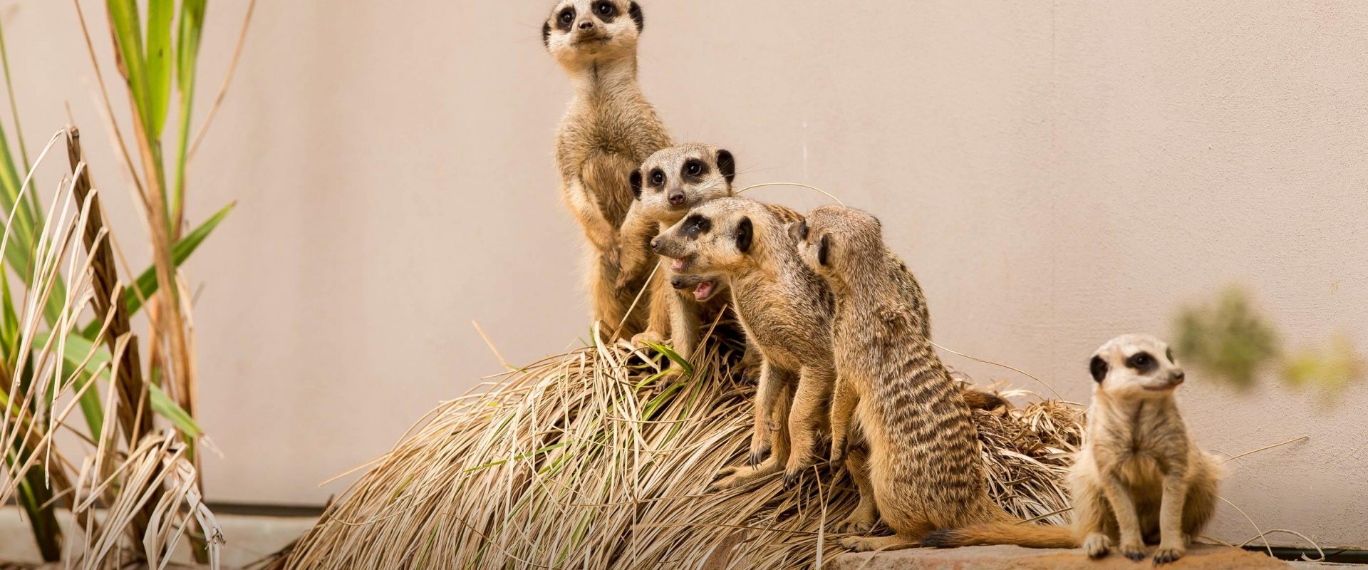 Taronga Western Plains Zoo Dubbo